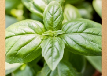 Holy basil essential oil