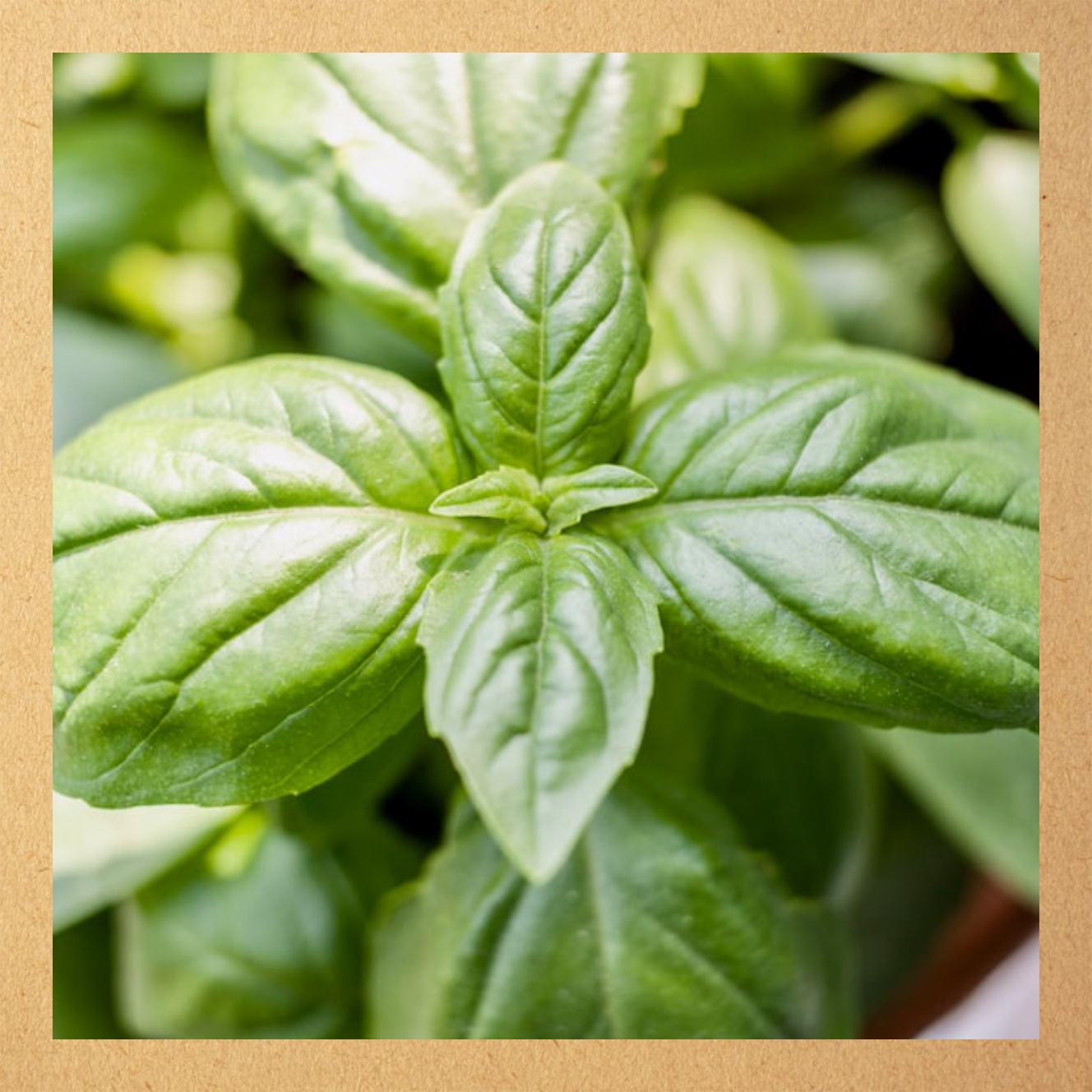 Holy basil essential oil Prevaidik AgroTech