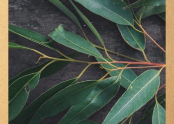 Eucalyptus Essential Oil