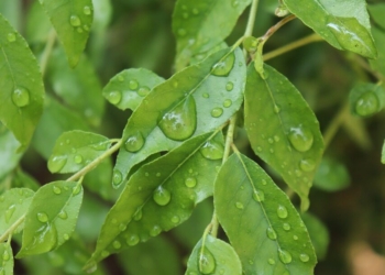 Curry Leaves Essential oil